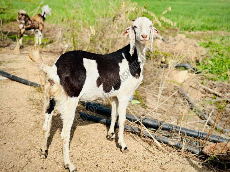 Gujari Female Goats