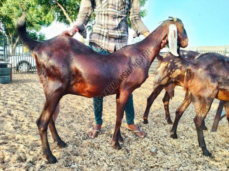 Men Sirohi Goat