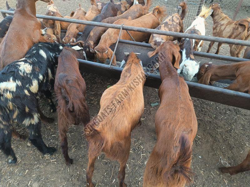 Brown Men Sirohi Goat Kid
