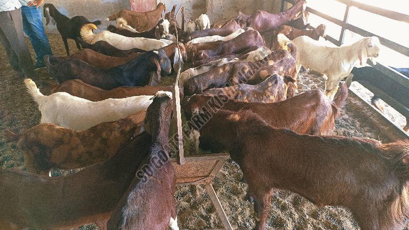 Sirohi Sojat Goat