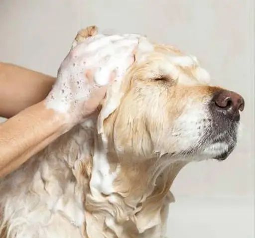 Neem Pet Shampoo