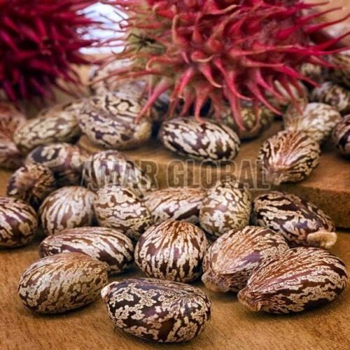 Brown Castor Seeds