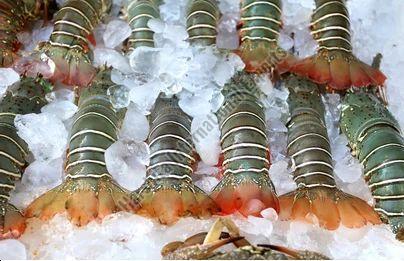 Frozen Lobster