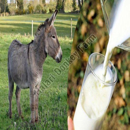 Donkey Milk