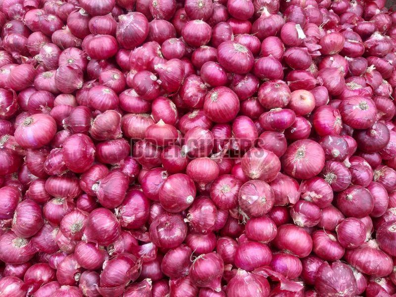 Fresh Red Onion