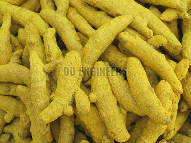 Rajapuri Turmeric Finger