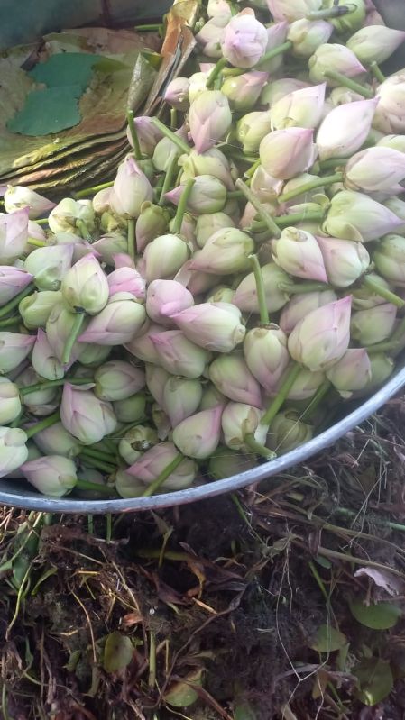 Fresh Pink Lotus Flower