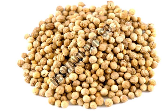 Natural Coriander Seeds