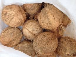 Dry Semi Husked Coconut