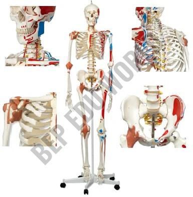 BEP-101-B Skeleton Model