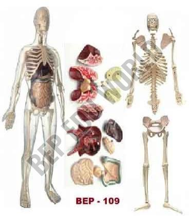 BEP-109 Skeleton Model