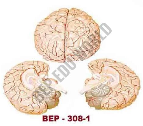 BEP-308-1 Brain Model