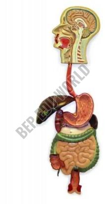 Digestive System ( BEP/A12001 )