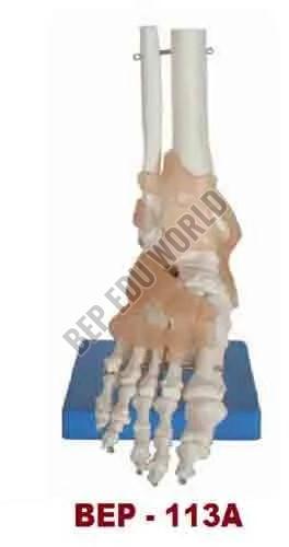 Foot Bone Joint Model