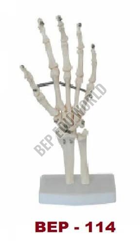 Hand Bone Joint Model