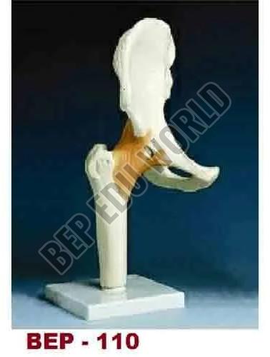 Hip Bone Joint Model