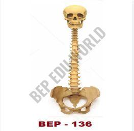 Human Vertebral Column with Skull ( BEP-136 )