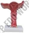 Magnified Uterus Model