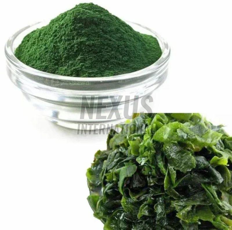 Spirulina Extract Powder