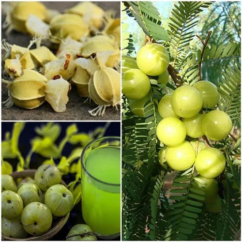 Organic Herbal Amla