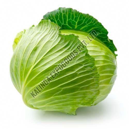 Fresh Cabbage