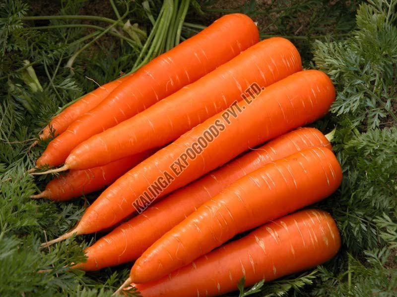 fresh carrot