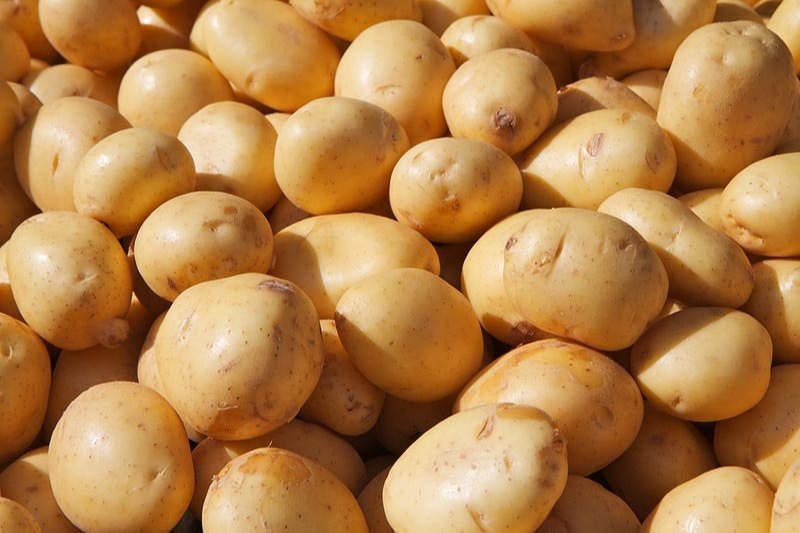 Natural Indian Fresh Potato