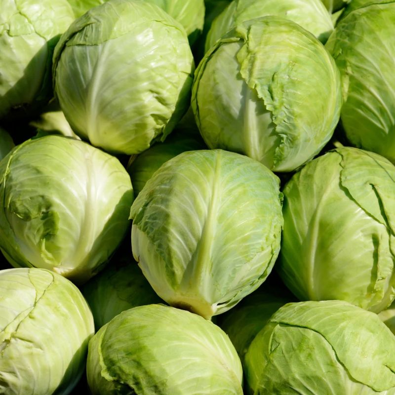 Organic Fresh Cabbage