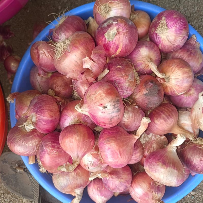 Fresh Pink Onion