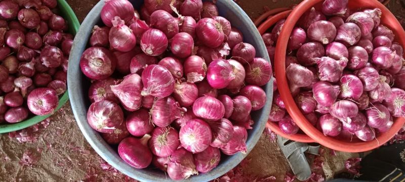 Organic Red Onion