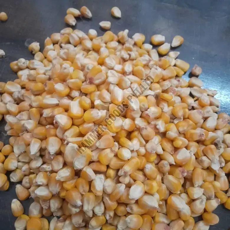 Maize Seed