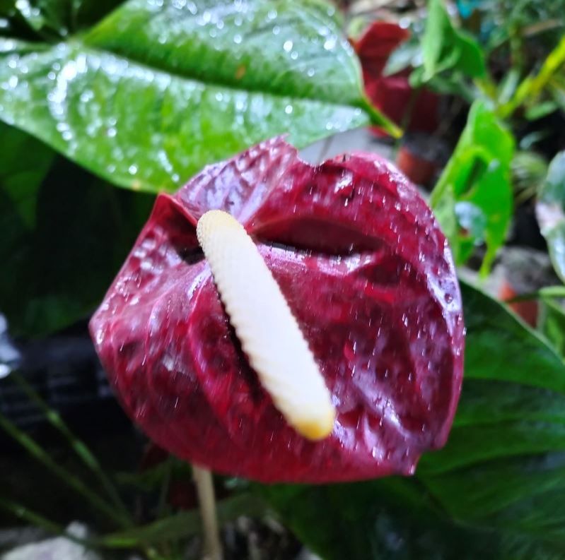 Anthurium Plants