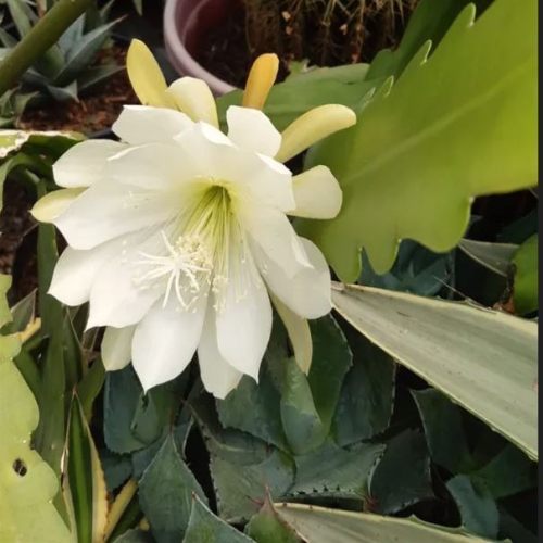 Brahma Kamal Plants