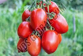 Fresh Arka Vikas Tomato