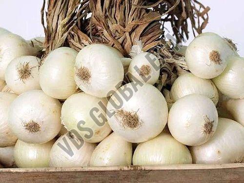 Fresh Bellary White Onion