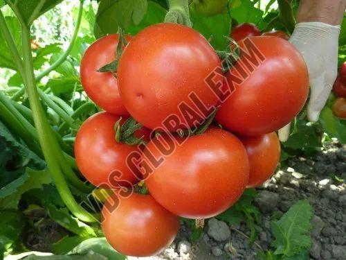 Tomatoes