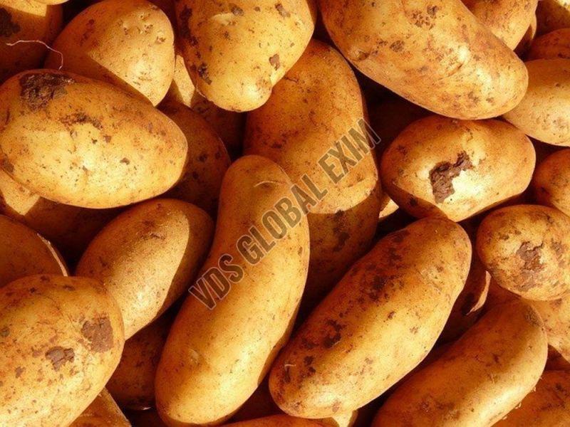 Fresh Kufri Chandramukhi Potato