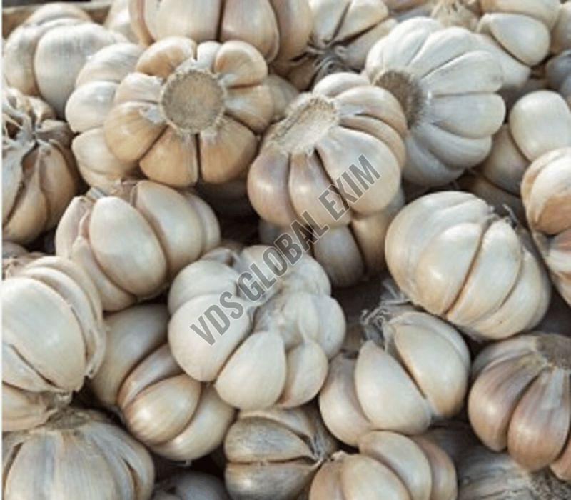 Fresh Yamuna Safed G1 Garlic