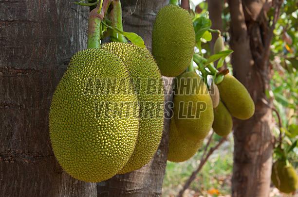 Fresh Jackfruit