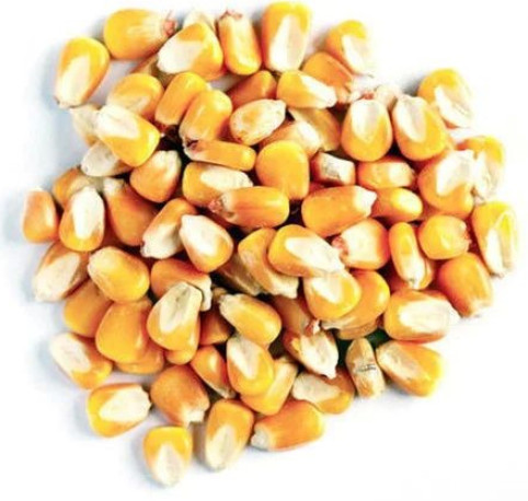 Yellow Maize Seeds