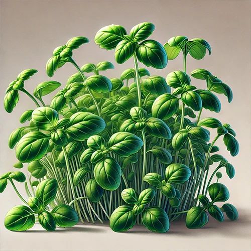 Basil Microgreen