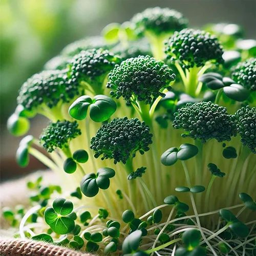 Broccoli Microgreen