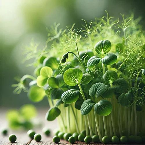 Peas Microgreen