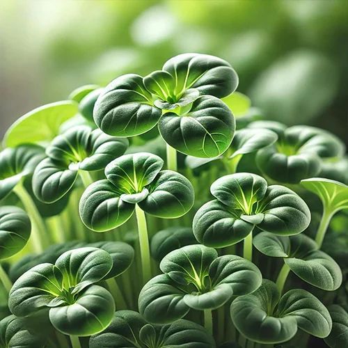 Sunflower Microgreen