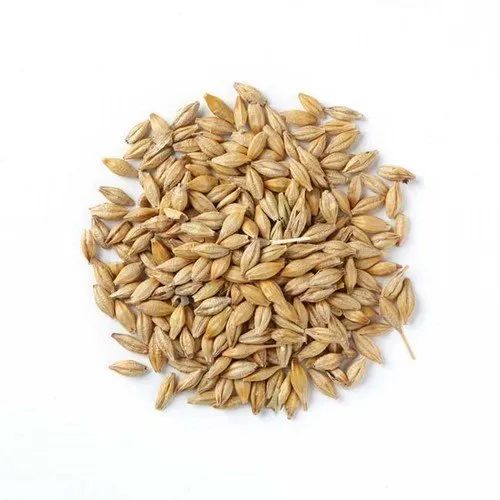 Feed Barley Seeds