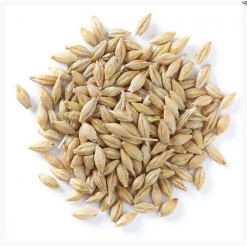 Malting Barley Seeds