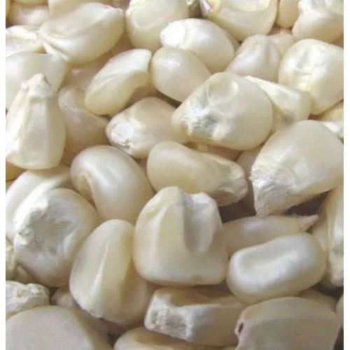 White Maize Corn