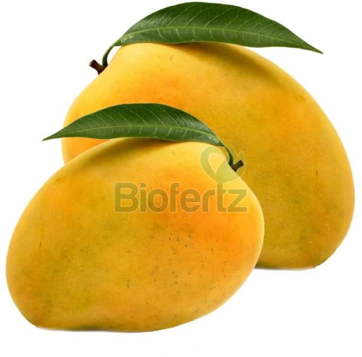 Fresh Alphonso mango