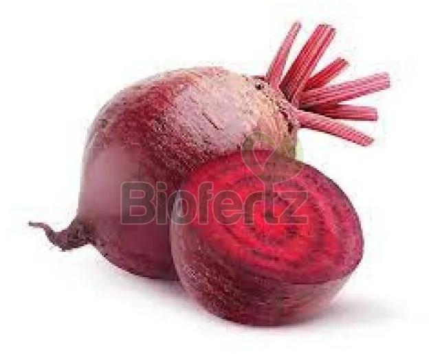 Fresh Beetroot