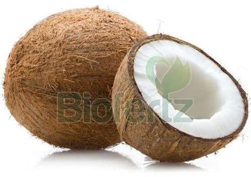 Fresh Brown Coconut